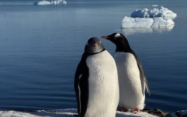 Полярники показали, як пінгвіни поводяться у воді