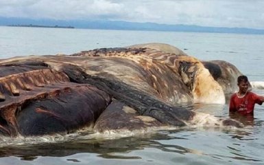 На побережье Индонезии выбросило тушу огромного неизвестного существа: опубликованы фото и видео