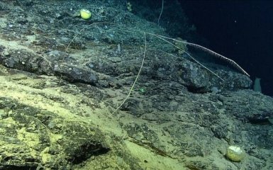 Біля узбережжя Канади знайшли двометрову хижу губку