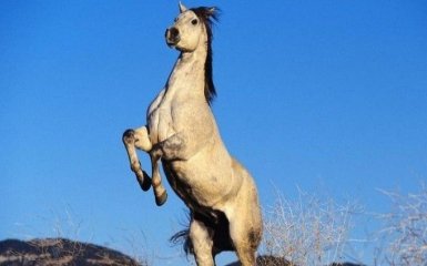 Дайте хоч коня: соцмережі повеселив рапорт з передової АТО