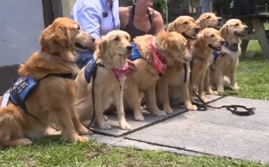 Пострадавших от стрельбы в США спасают с помощью собак: появилось трогательное видео