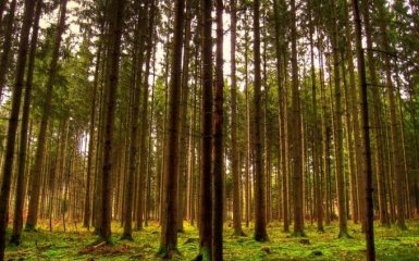 В Україні заборонили відвідувати хвойні ліси та заїжджати до лісу на автомобілях