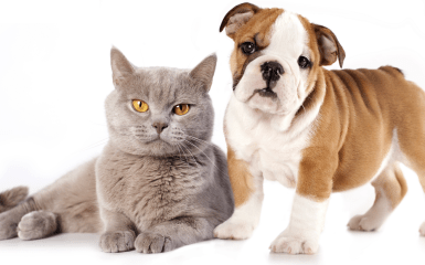 Какие животные замедляют старение мозга человека — данные исследования