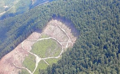 Луценко шокував картиною вирубки лісу в Карпатах: опубліковано вражаючі фото