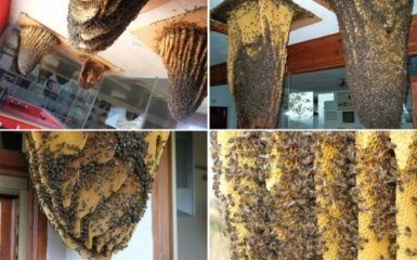 Музей пчел в Испании (7 фото)