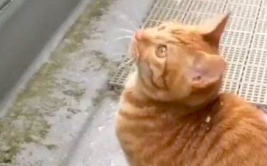 В Сети набирает популярность котенок, впервые увидевший снег (видео)