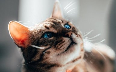 Найцікавіші факти про кішок, про які ви могли не знати