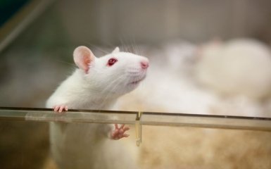 Генна модифікація лікує тварин від ВІЛ - вчені
