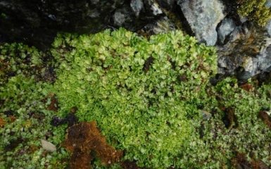 В Антарктиці знайшли унікальну рослину