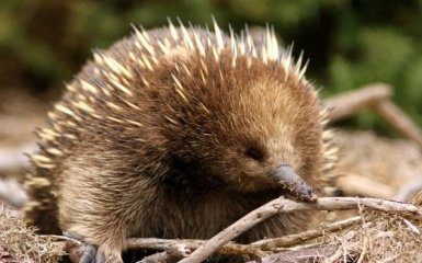 Длинноклювая ехидна Аттенборо