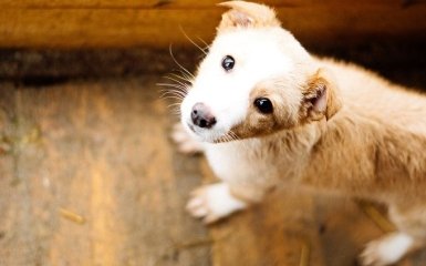 HELP'n'DANCE: у Києві відбудеться благодійний вечір на підтримку бездомних тварин