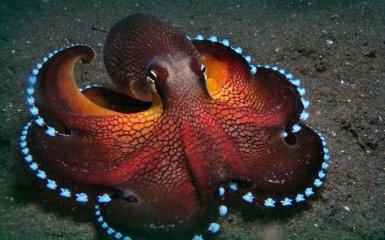 Ученые нашли у осьминогов удивительную способность