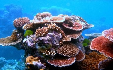 кораллы