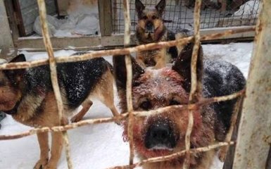 Под Киевом произошла жуткая трагедия с бойцом АТО: соцсети в шоке