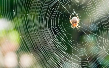 Стало известно сколько насекомых живет в домах каждого из нас