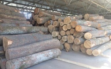 Продажа украинского леса в Европу: экономист сделал громкое заявление