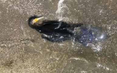 Соцсети бьют тревогу из-за новой экологической катастрофы на Черном море - что случилось