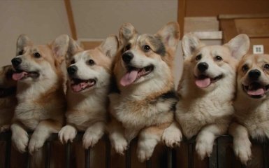 Ми, наші улюбленці та війна