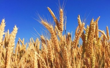У Туреччині підписали угоду для вивезення українського зерна