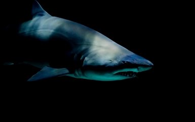 Акулы продолжают удивлять ученых