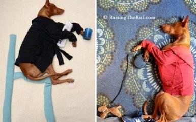 Руфус - собака, яка гуляє уві сні (10 фото)