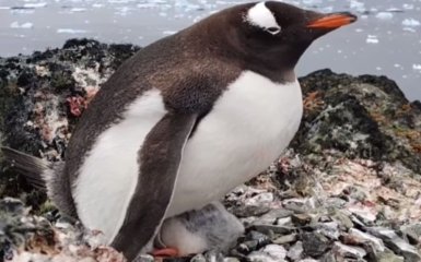 пінгвін