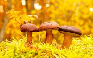 Навіщо їсти гриби та які з них найкорисніші