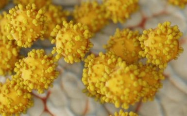 МОЗ назвало летальность коронавируса среди украинцев - важные данные