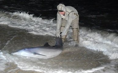 На Херсонщині дві години рятували дельфіна, який "заблукав": опубліковані фото