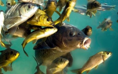 Прісноводні риби