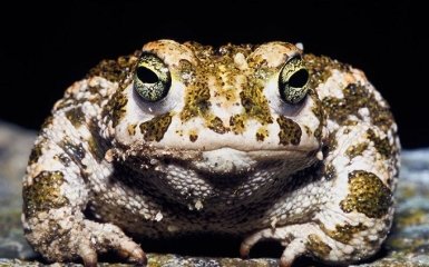 Мисливець із США зловив величезну жабу вагою у 6 кілограмів: з’явилося фото
