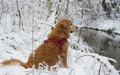 В деякі області України прийшла справжня зима — снігові фото і відео