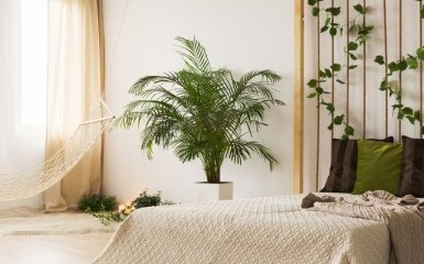 Ідеальна флора для спальні: кімнатні рослини для покращення сну