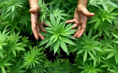 В Верховной Раде единогласно поддержали легализацию марихуаны