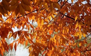 Якою буде погода в жовтні - довгоочікуваний прогноз синоптиків