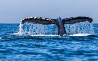 Горбатый кит