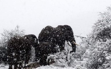 В Африке выпал снег - впечатляющие фото и видео