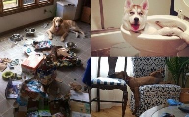 Як розважаються пси, коли господарів немає вдома (10 фото)