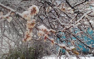 Днепропетровщину накрыло снегом: появились фото и видео