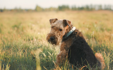 Сухой, влажный или натуральный? Выбираем оптимальный тип корма для собаки