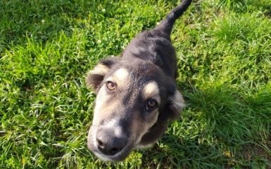 Вам потрібен Оскар. Песик шукає дбайливих господарів та новий дім