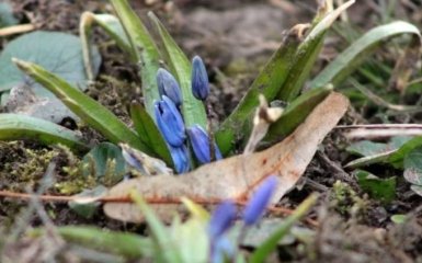 В Украине увидели первые признаки приближения весны: опубликованы фото