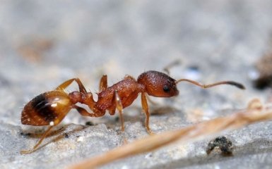 У мурах під час руху не працює мозок