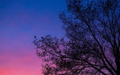 У США з'явиться перша у світі ферма механічних дерев