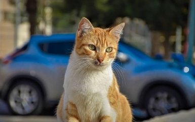 Рада затвердила закон про захист тварин — посилене покарання за жорстокість і список заборон