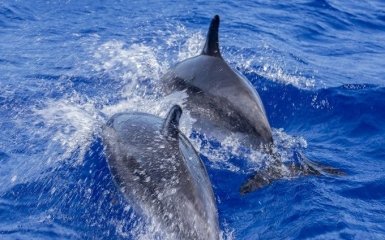 На Фарерах у масовій різанині вбили 1,5 тис дельфінів. Спільнота шокована безглуздістю "полювання"