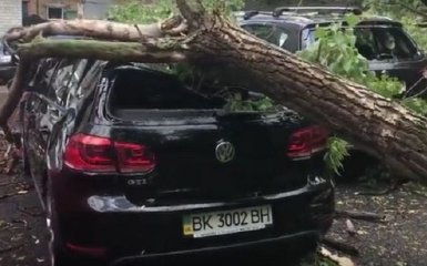 Последствия непогоды в Киеве: поваленные деревья и разбитые машины, появилось видео