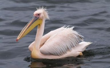 10 интересных фактов о розовом пеликане - символе нынешнего Часа Земли в Украине