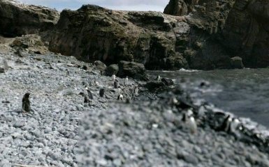 В Израиле произошла масштабная экологическая катастрофа