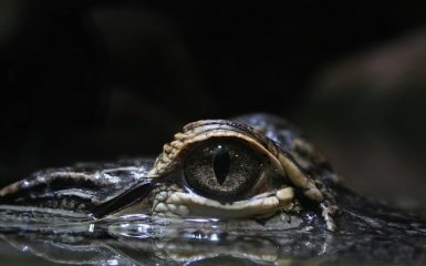 Науковці вперше виявили у крокодилів здатність до "непорочного зачаття"